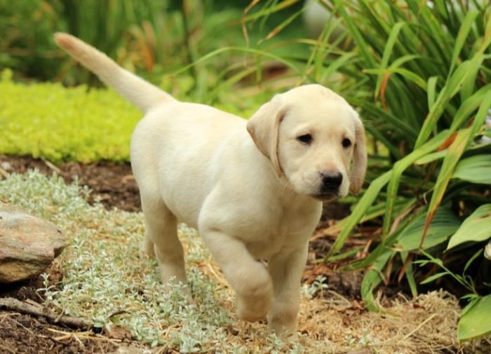 cachorros de labrador retriever lindos y adorables