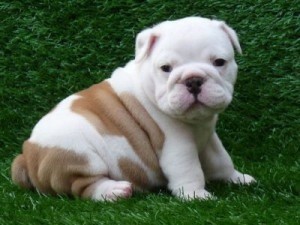 bulldogs ingleses de calidad superior