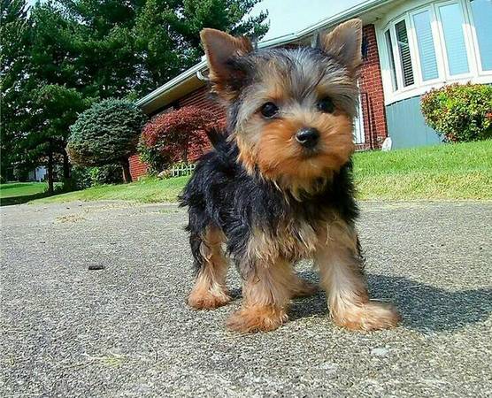 salvaje hermosos cachorros de yorkshire