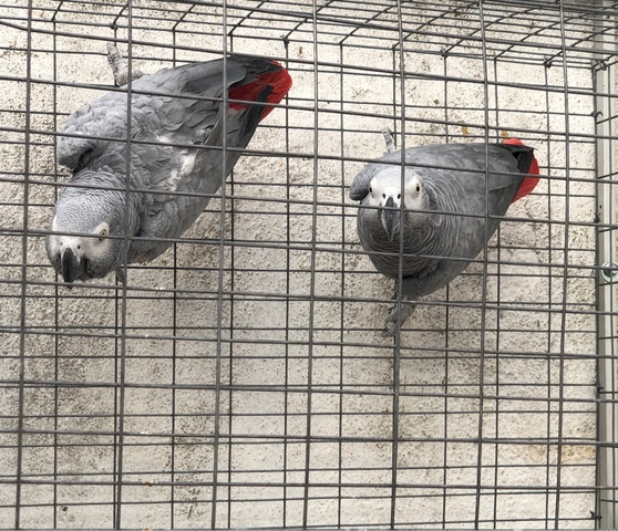 pareja* * reproductora * *yaco ***loro gris