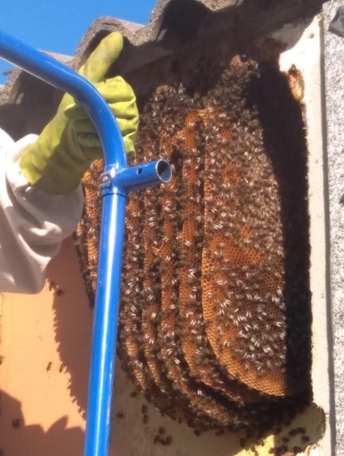 rescatadores de abejas