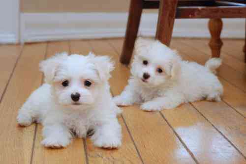 regalo bichon maltés cachorros listos para un nuevo hogar ah