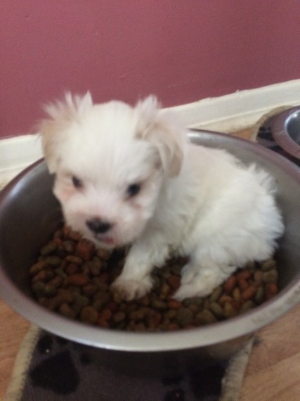 regalo bichon maltés cachorros listos para un nuevo hogar ah