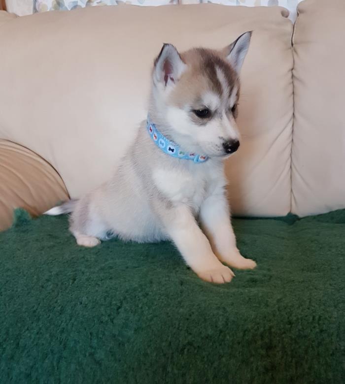 hermosos cachorros de husky siberiano.