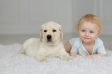 labradores en adopcion