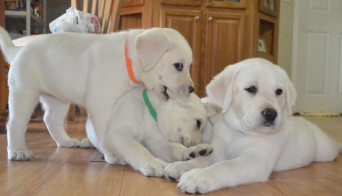 labradores en adopcion