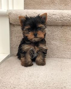 regalo cachorros toy, de yorkshire terrier