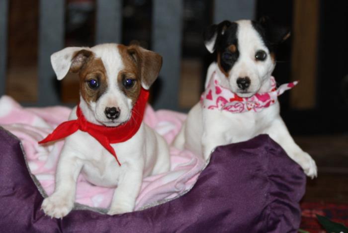 jack russell varios colores