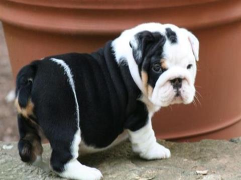 cachorro de bulldog ingles