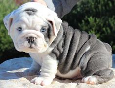 cachorro de bulldog ingles