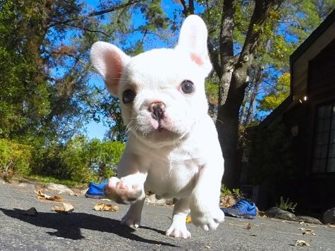 los mejores cachorros de bulldog francés disponibles para ad