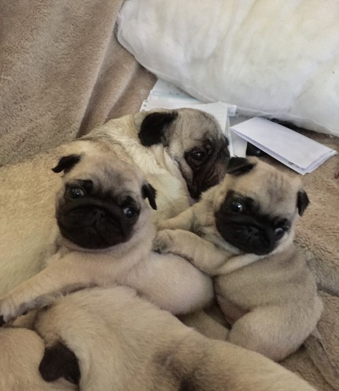 regalo cachorros pug carlino en adopcion oferta gratis