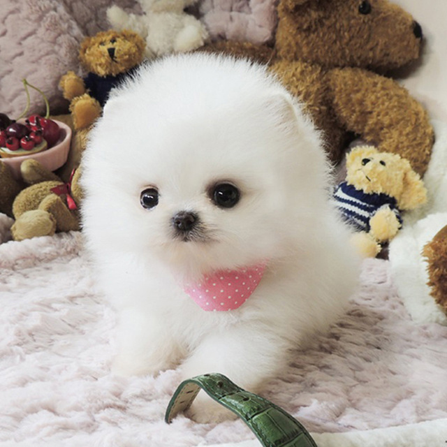 pomeranian miniature