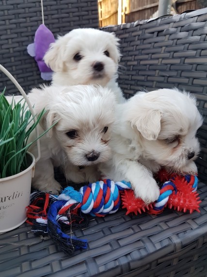 dos cachorros malteses de la taza de té necesitan una nueva